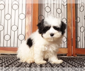 Medium Maltipoo (Miniature)
