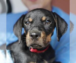 Rottweiler-Unknown Mix Dogs for adoption in San Antonio, TX, USA