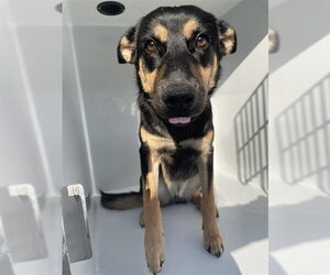 Australian Kelpie-German Shepherd Dog Mix Dogs for adoption in Houston, TX, USA