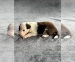 Puppy Devi Australian Shepherd