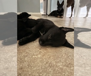 Malinois-Siberian Husky Mix Puppy for sale in RICHMOND, VA, USA