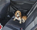 Small Photo #1 Beagle Puppy For Sale in MINERAL POINT, WI, USA
