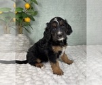 Small #2 Bernedoodle (Miniature)