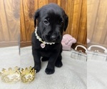 Small #2 Labrador Retriever