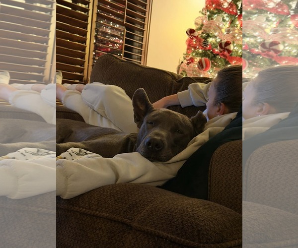 Medium Photo #2 Mutt Puppy For Sale in Sandy, UT, USA