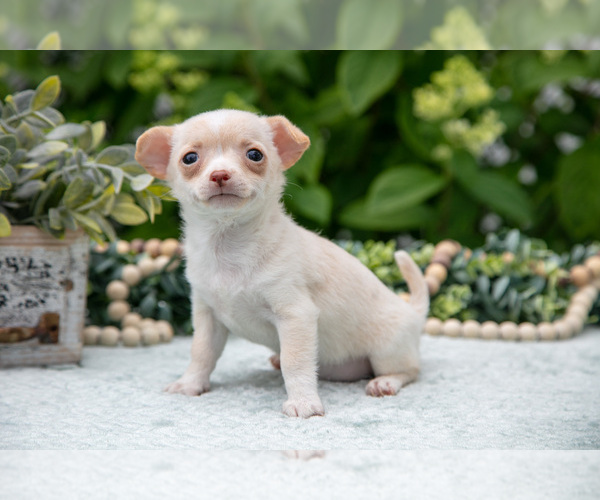 Medium Photo #2 Chihuahua Puppy For Sale in BERNE, IN, USA