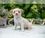 Small #1 Chihuahua
