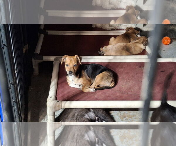 Medium Photo #30 Doxle Puppy For Sale in Sebec, ME, USA