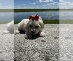 Small #4 Maltipoo