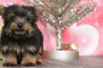 Small Photo #1 Poodle (Toy)-Yorkshire Terrier Mix Puppy For Sale in BEL AIR, MD, USA