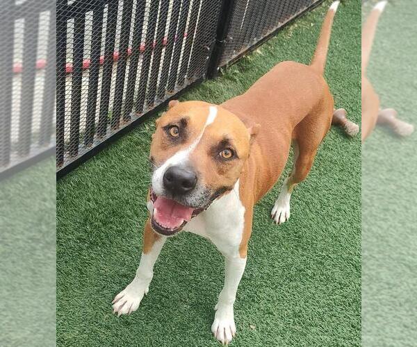 Medium Photo #5 Boxer-Unknown Mix Puppy For Sale in Rockwall, TX, USA