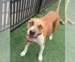 Small #4 Boxer Mix