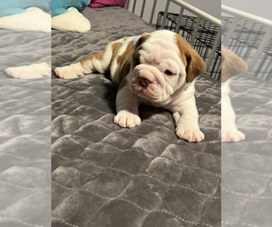 Medium English Bulldog