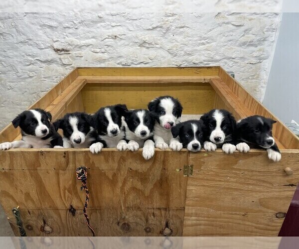 Medium Photo #1 Border Collie Puppy For Sale in KANSAS CITY, MO, USA