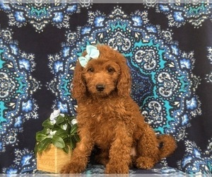 Goldendoodle (Miniature) Puppy for sale in QUARRYVILLE, PA, USA