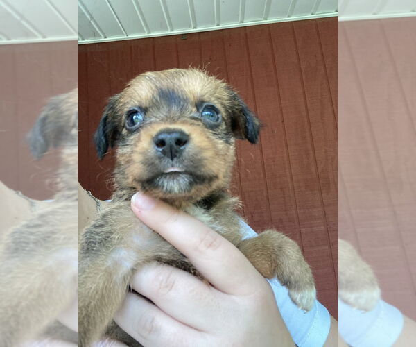 Medium Photo #2 Mutt Puppy For Sale in Aurora, IN, USA