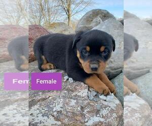 Rottweiler Puppy for sale in COLUMBIA, MO, USA