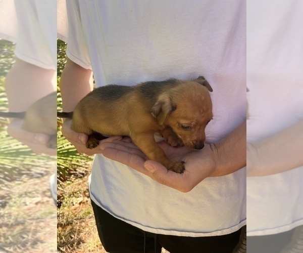 Medium Photo #6 Chihuahua-Chorkie Mix Puppy For Sale in SAINT AUGUSTINE, FL, USA