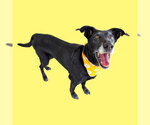 NALA - Female Labrador Retriever Dog for Adoption - Small photo
