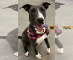 Small #48 American Pit Bull Terrier Mix
