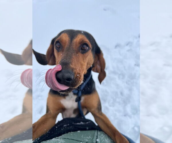 Medium Photo #6 Mutt Puppy For Sale in Pierceton , IN, USA