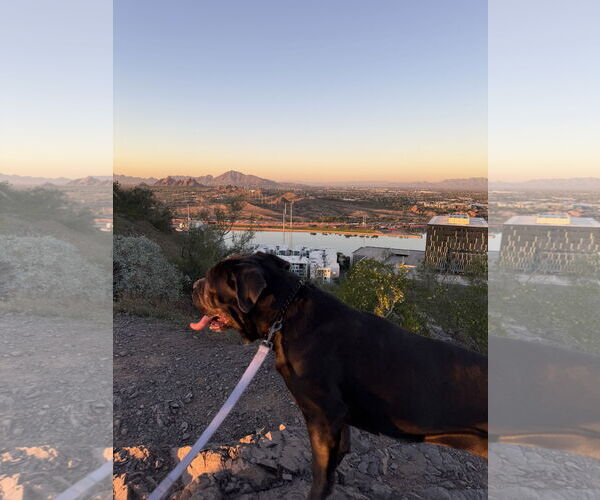 Medium Photo #3 Mutt Puppy For Sale in Goodyear, AZ, USA