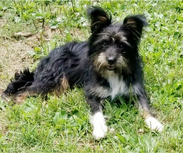 Medium Photo #3  Puppy For Sale in , 