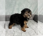 Small #9 YorkiePoo