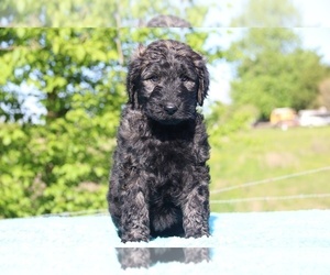 Goldendoodle Puppy for sale in UNION CITY, TN, USA