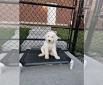 Small Photo #27 Poodle (Standard) Puppy For Sale in MOORES HILL, IN, USA