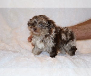 ShihPoo Puppy for sale in DYERSBURG, TN, USA
