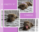 Small Photo #2 Labrador Retriever Puppy For Sale in DEMING, NM, USA