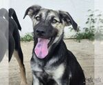 Small #1 Retriever  Mix