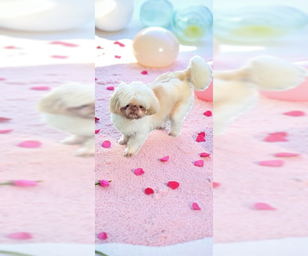 Medium Photo #11 Shih Tzu Puppy For Sale in Weston, FL, USA