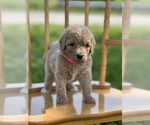 Small Photo #2 Goldendoodle Puppy For Sale in MARYVILLE, MO, USA