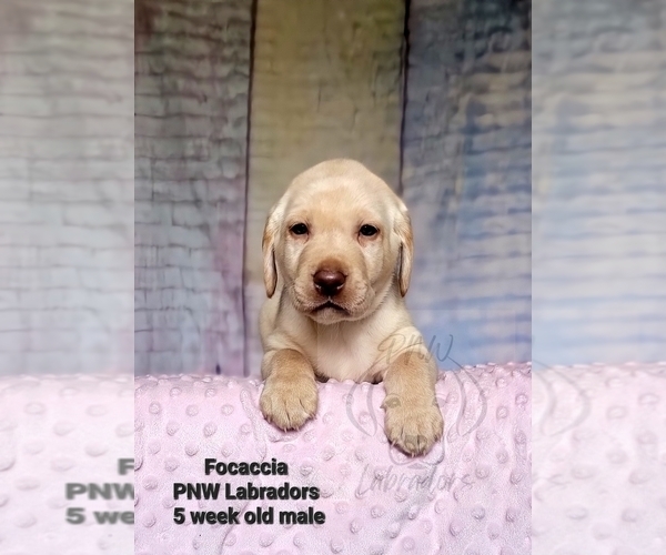 Medium Photo #1 Labrador Retriever Puppy For Sale in ROGUE RIVER, OR, USA
