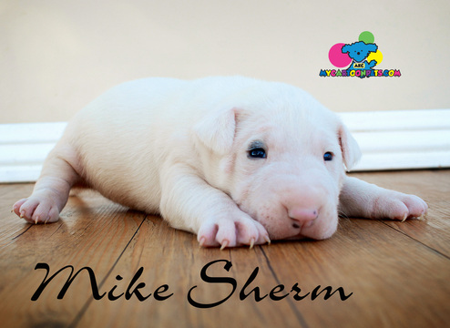 Medium Photo #1 Doberman Pinscher Puppy For Sale in CORNING, CA, USA