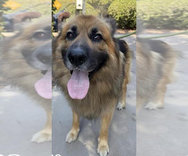 Medium Photo #2 German Shepherd Dog Puppy For Sale in Santa Barbara, CA, USA