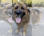 Small #1 German Shepherd Dog