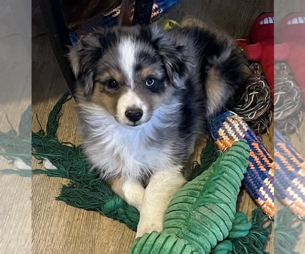 Medium Photo #10 Miniature Australian Shepherd Puppy For Sale in FORT MORGAN, CO, USA