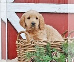 Small Photo #2 Labradoodle Puppy For Sale in GREENCASTLE, PA, USA