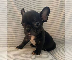French Bulldog Puppy for sale in JOHNS ISLAND, SC, USA