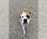 Small #5 Bullboxer Pit