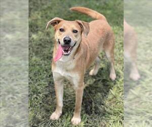 Labrador Retriever-Unknown Mix Dogs for adoption in Conroe, TX, USA