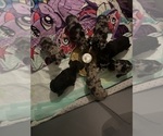 Small Photo #1 French Bulldog Puppy For Sale in OCALA, FL, USA