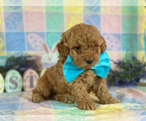 Goldendoodle Puppy for sale in LANCASTER, PA, USA