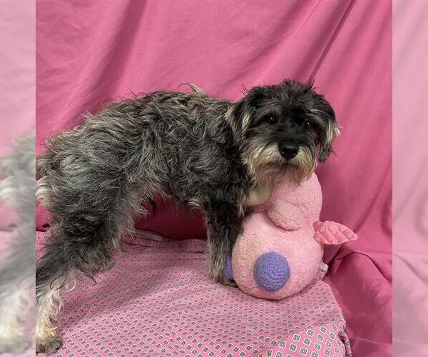 Medium Photo #1 - Mix Puppy For Sale in Modesto, CA, USA