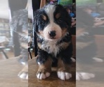 Small #5 Bernese Mountain Dog