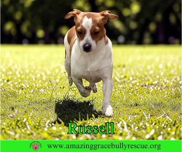 Medium Photo #2 Jack Russell Terrier-Unknown Mix Puppy For Sale in Milton, FL, USA