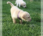 Puppy 12 Labrador Retriever